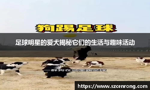 足球明星的爱犬揭秘它们的生活与趣味活动